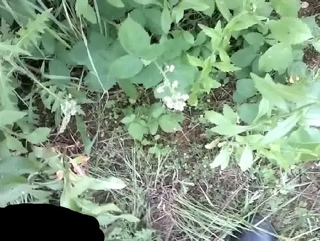 pissen mit Vogelgezwitscher