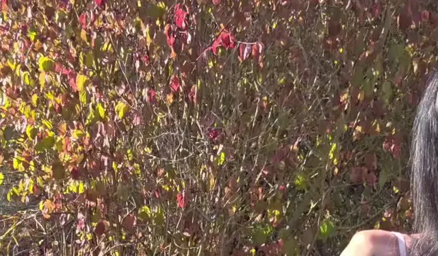Vollversion ???Nackt im Gras, mastubiert und gesquirtet .Ob mich jemand sieht? ????