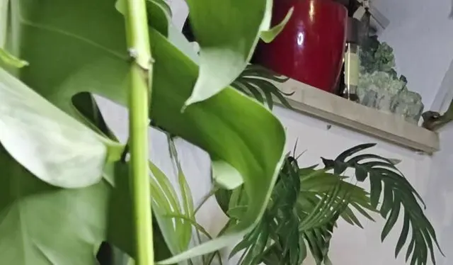Xxl Dildo bringt meine gepiercte Pussy extrem zum Orgasmus und Squirten ????