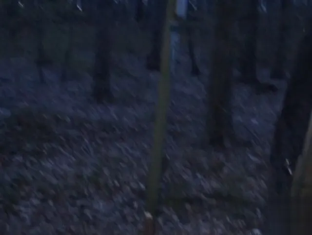 Ficktreff im Wald