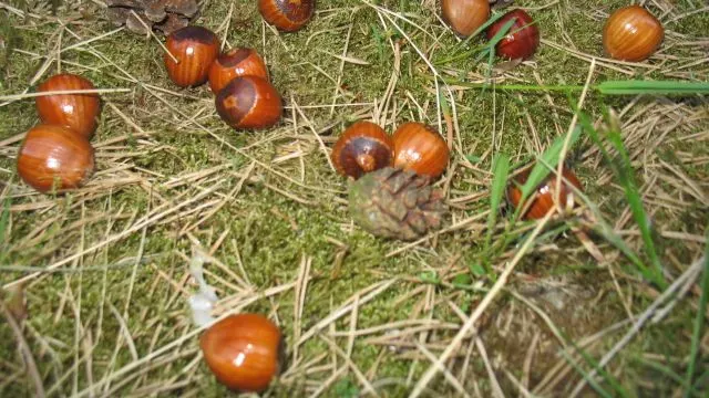 FotzenNüsse im Wald