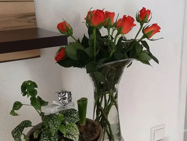 Rote Rosen zum Valentinstag