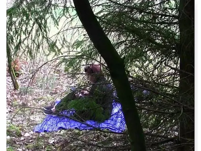 Spontan Fick im Wald