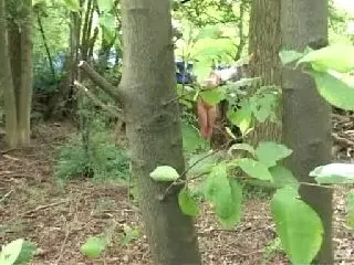 Waldspaziergang