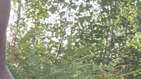 Vorschau aus Outdoor Sex: Waldspaziergang mit kleiner Versuchung zwischen Bäumen und Blättern